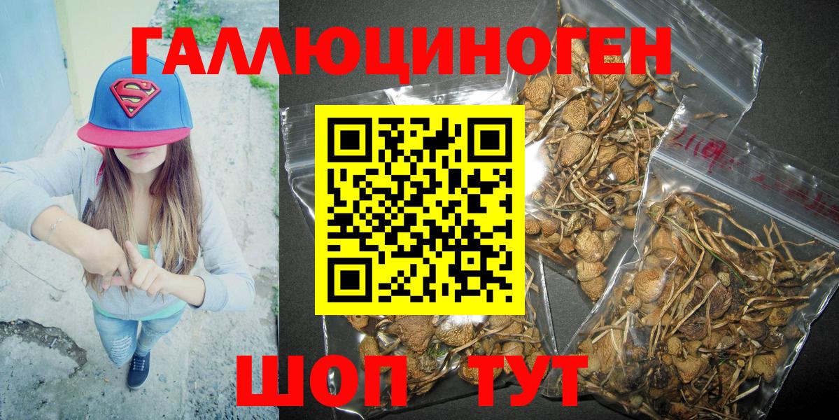 Коркино  Псилоцибиновые грибы Psilocybine cubensis  Вход с VPN 